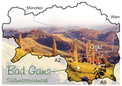 Steiermark Spinne